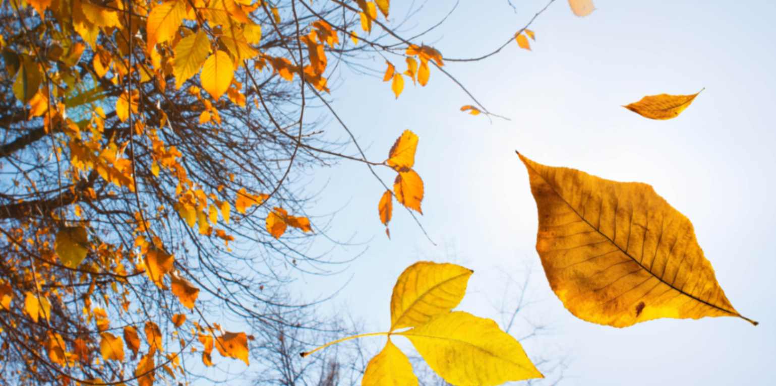 Leaf-Clearing Hacks for a Pristine Yard